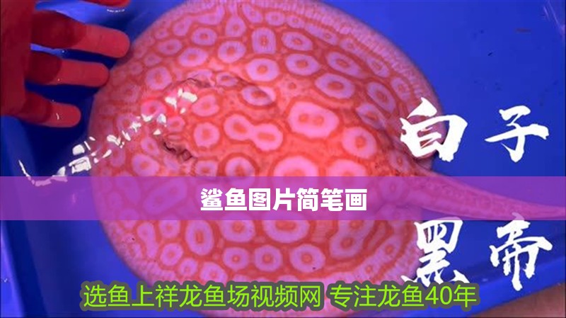 鯊魚圖片簡筆畫