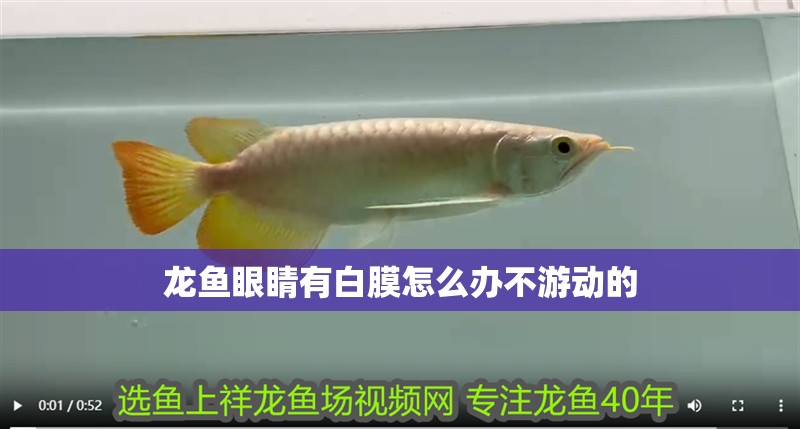 龍魚眼睛有白膜怎么辦不游動的
