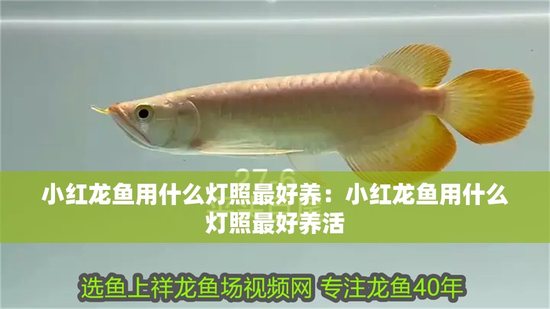 小紅龍魚用什么燈照最好養：小紅龍魚用什么燈照最好養活