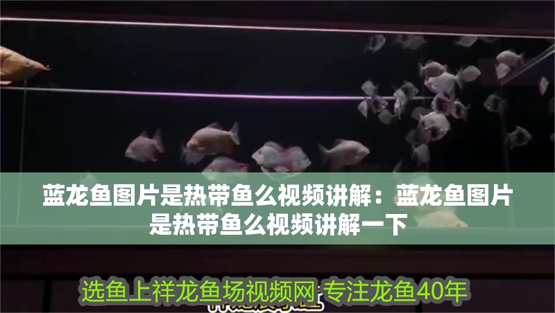 藍龍魚圖片是熱帶魚么視頻講解：藍龍魚圖片是熱帶魚么視頻講解一下