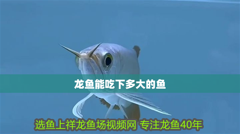 龍魚能吃下多大的魚