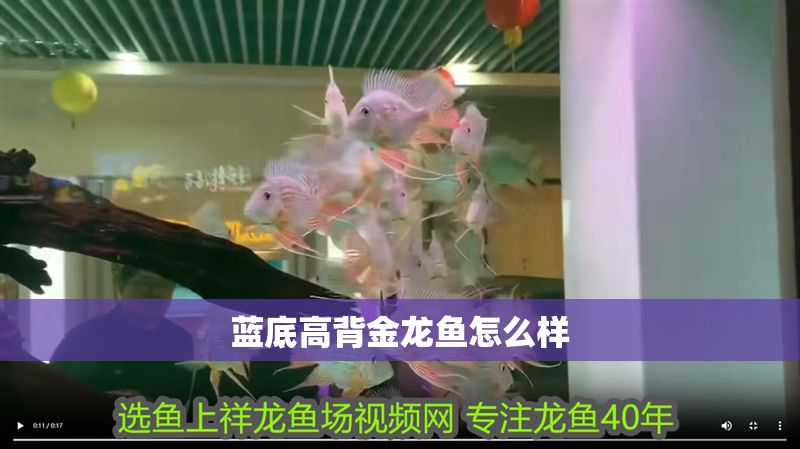 藍(lán)底高背金龍魚(yú)怎么樣
