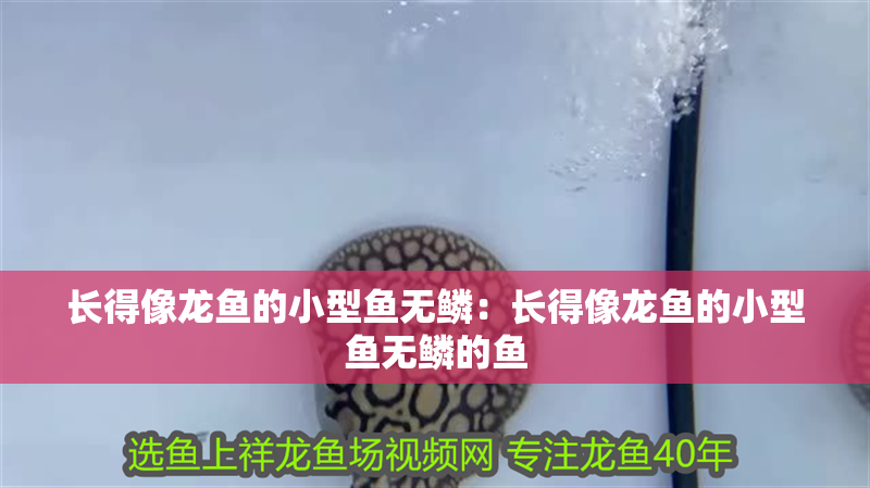 長得像龍魚的小型魚無鱗：長得像龍魚的小型魚無鱗的魚
