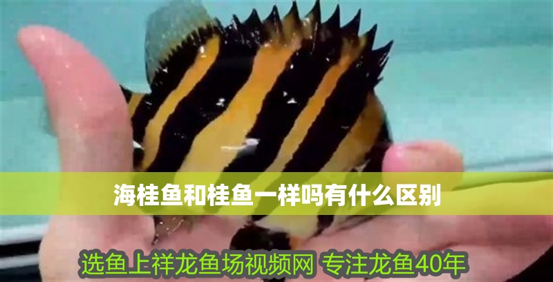 海桂魚和桂魚一樣嗎有什么區別
