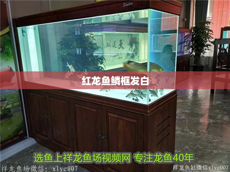 紅龍魚(yú)鱗框發(fā)白