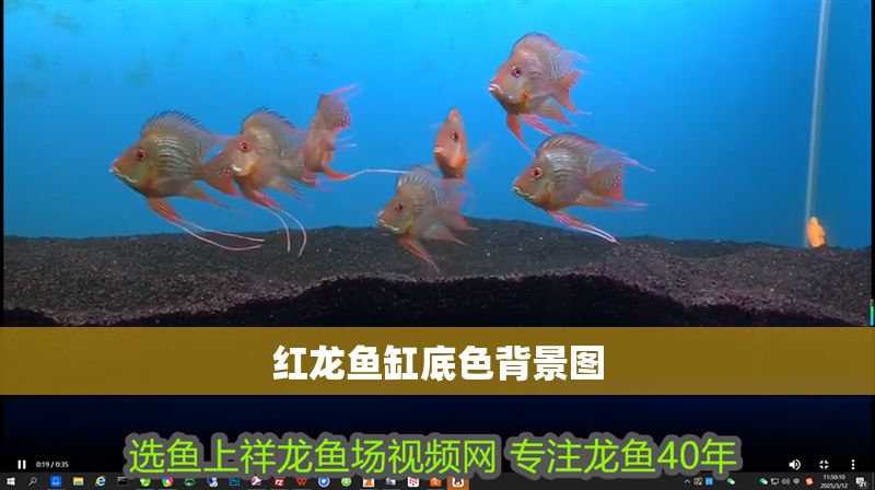 紅龍魚缸底色背景圖