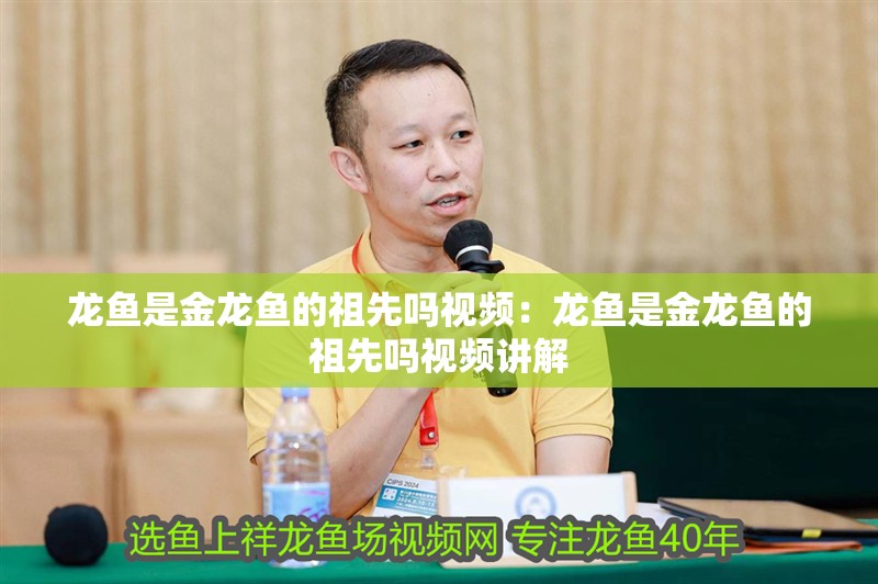 龍魚是金龍魚的祖先嗎視頻：龍魚是金龍魚的祖先嗎視頻講解