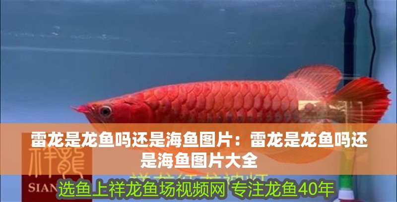 雷龍是龍魚嗎還是海魚圖片：雷龍是龍魚嗎還是海魚圖片大全