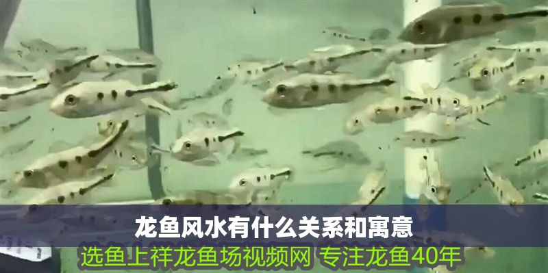 龍魚風水有什么關系和寓意
