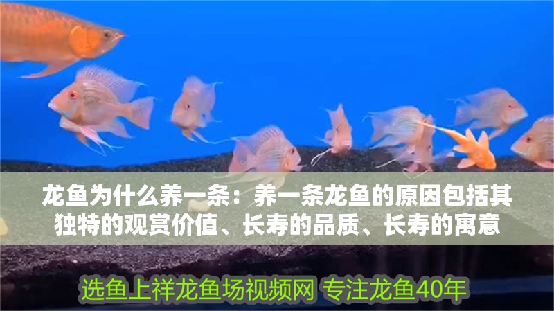 龍魚為什么養一條：養一條龍魚的原因包括其獨特的觀賞價值、長壽的品質、長壽的寓意