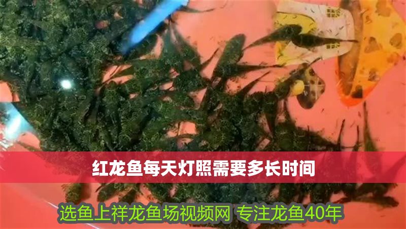 紅龍魚每天燈照需要多長時間