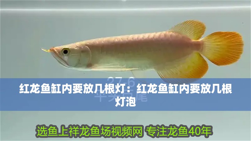紅龍魚缸內要放幾根燈：紅龍魚缸內要放幾根燈泡
