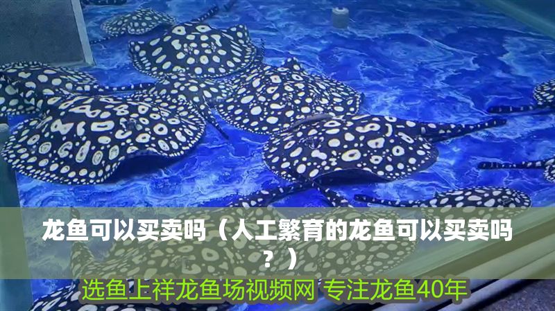龍魚可以買賣嗎（人工繁育的龍魚可以買賣嗎？）
