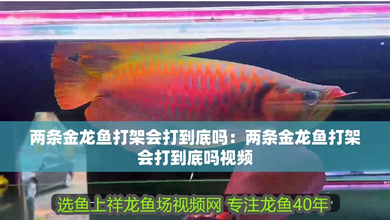 兩條金龍魚打架會打到底嗎：兩條金龍魚打架會打到底嗎視頻