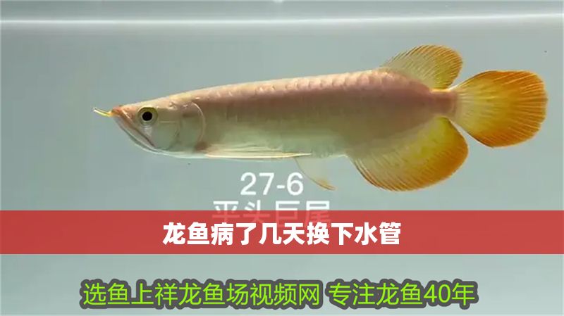 龍魚(yú)病了幾天換下水管