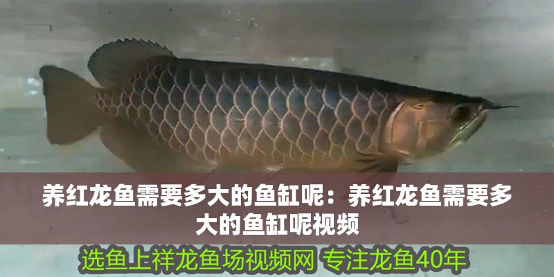 養紅龍魚需要多大的魚缸呢：養紅龍魚需要多大的魚缸呢視頻