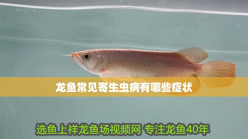 龍魚常見寄生蟲病有哪些癥狀