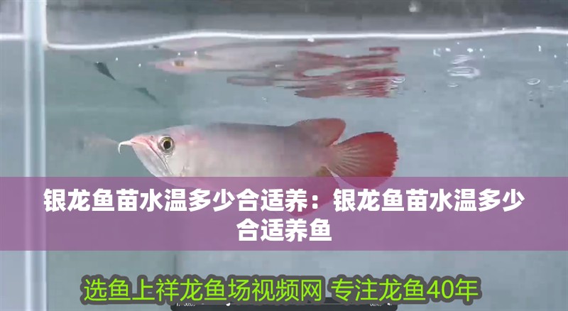銀龍魚苗水溫多少合適養：銀龍魚苗水溫多少合適養魚