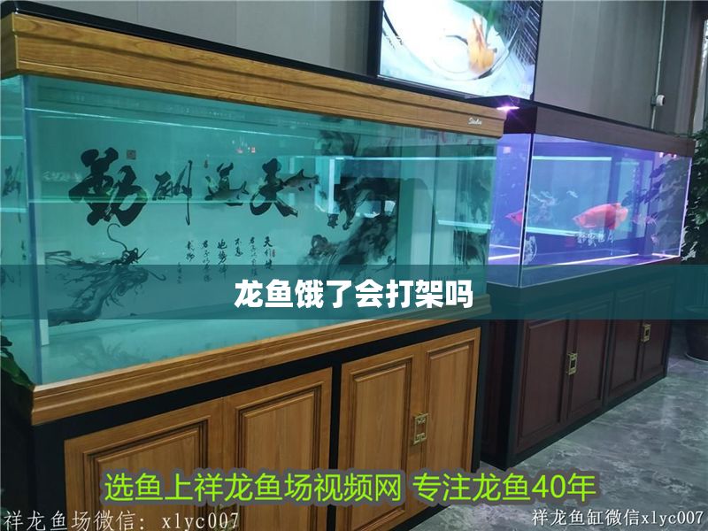 龍魚餓了會(huì)打架嗎