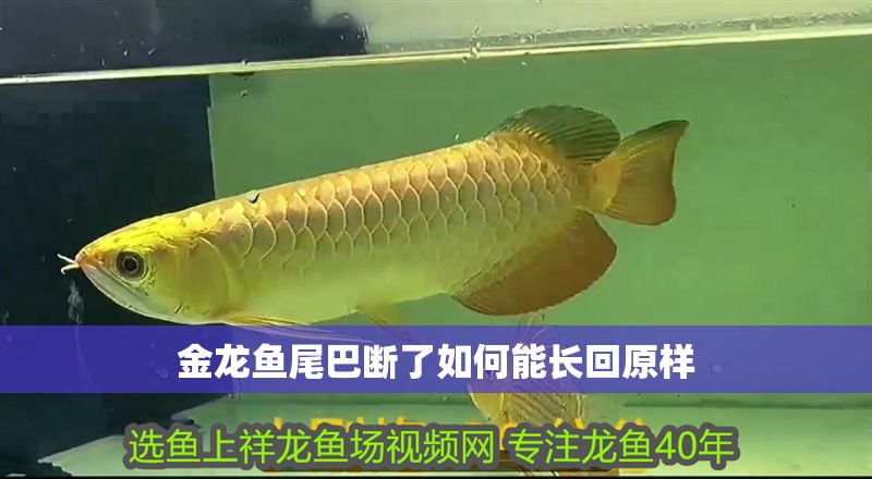 金龍魚尾巴斷了如何能長回原樣