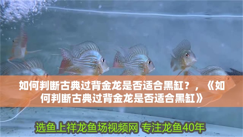 如何判斷古典過背金龍是否適合黑缸？，《如何判斷古典過背金龍是否適合黑缸》