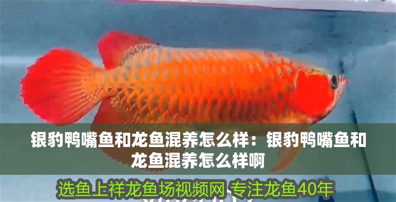 魚缸造景沙石圖片高清