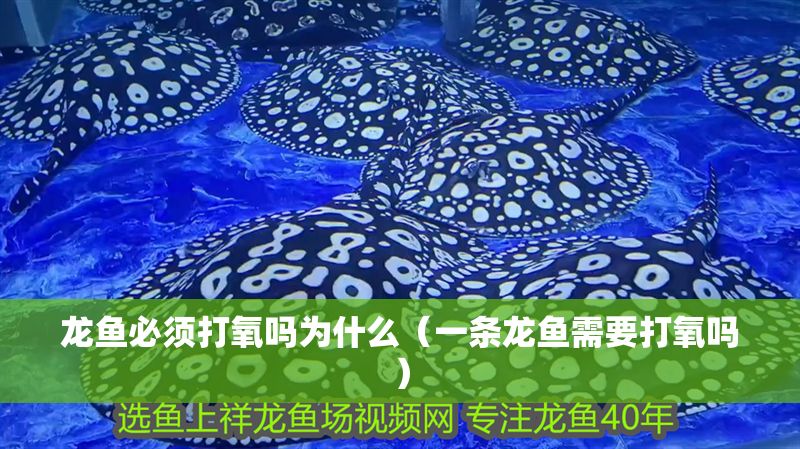 龍魚必須打氧嗎為什么（一條龍魚需要打氧嗎）