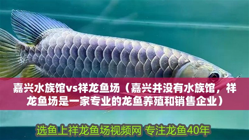 嘉興水族館vs祥龍魚場（嘉興并沒有水族館，祥龍魚場是一家專業(yè)的龍魚養(yǎng)殖和銷售企業(yè)）