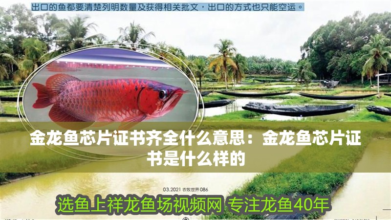 金龍魚芯片證書齊全什么意思：金龍魚芯片證書是什么樣的