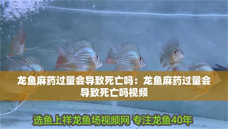 龍魚(yú)麻藥過(guò)量會(huì)導(dǎo)致死亡嗎：龍魚(yú)麻藥過(guò)量會(huì)導(dǎo)致死亡嗎視頻