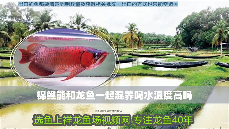 錦鯉能和龍魚一起混養嗎水溫度高嗎