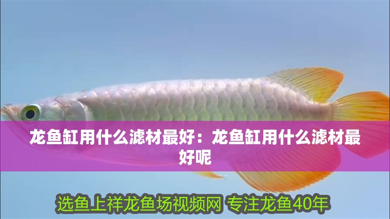 龍魚缸用什么濾材最好：龍魚缸用什么濾材最好呢