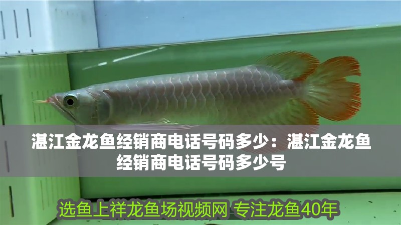 湛江金龍魚經銷商電話號碼多少：湛江金龍魚經銷商電話號碼多少號