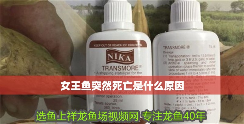 女王魚突然死亡是什么原因