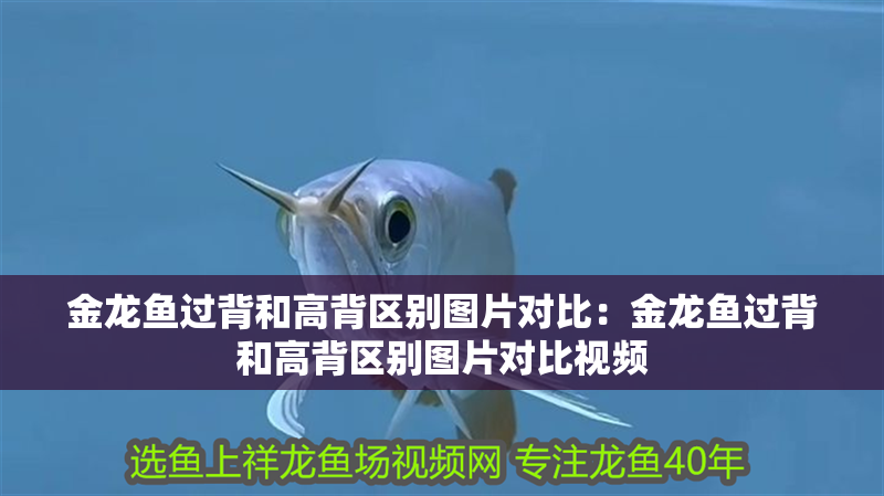 金龍魚過背和高背區(qū)別圖片對比：金龍魚過背和高背區(qū)別圖片對比視頻