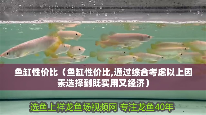 魚缸性價比（魚缸性價比,通過綜合考慮以上因素選擇到既實用又經(jīng)濟）