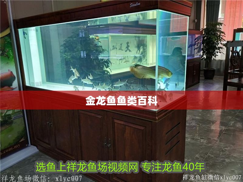 金龍魚魚類百科