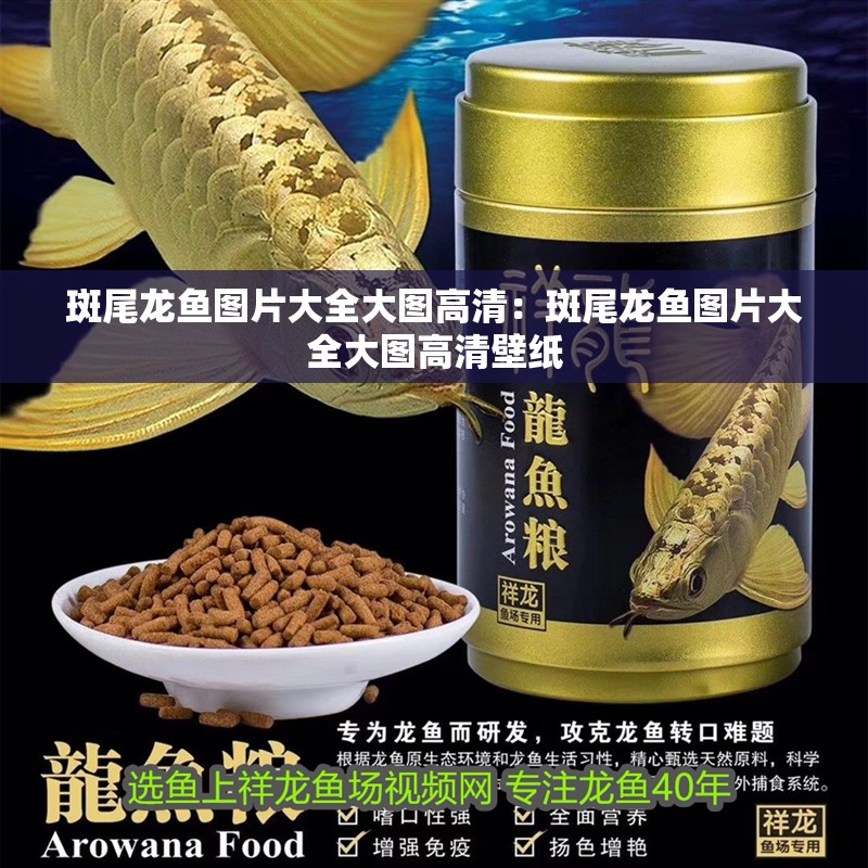 斑尾龍魚圖片大全大圖高清：斑尾龍魚圖片大全大圖高清壁紙
