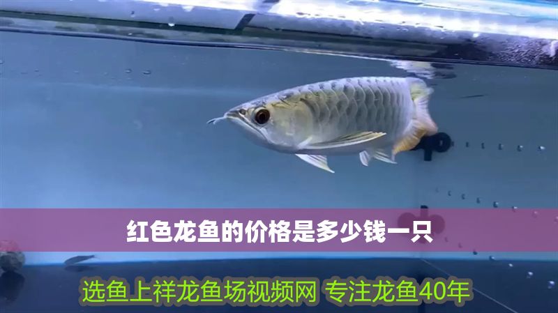 紅色龍魚的價(jià)格是多少錢一只