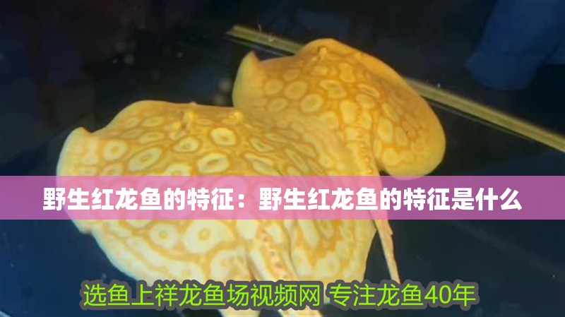 野生紅龍魚的特征：野生紅龍魚的特征是什么