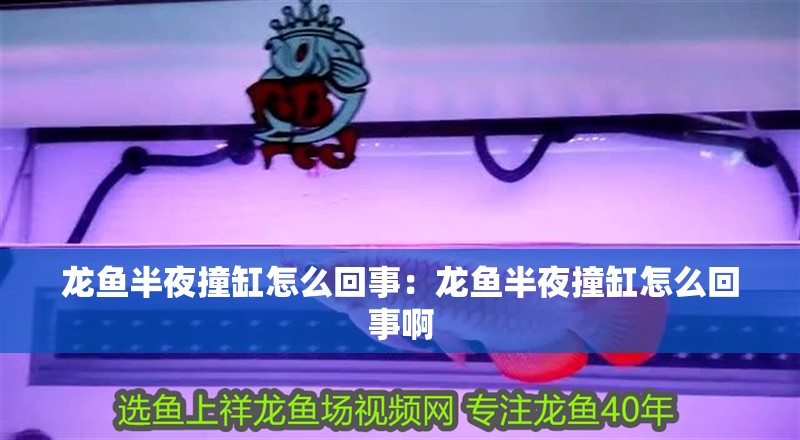 龍魚半夜撞缸怎么回事：龍魚半夜撞缸怎么回事啊