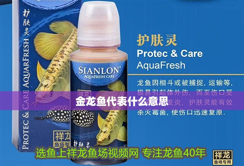 金龍魚代表什么意思