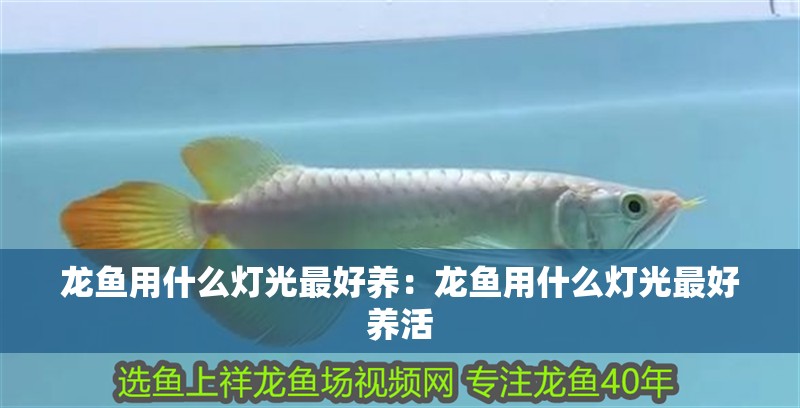 龍魚用什么燈光最好養(yǎng)：龍魚用什么燈光最好養(yǎng)活