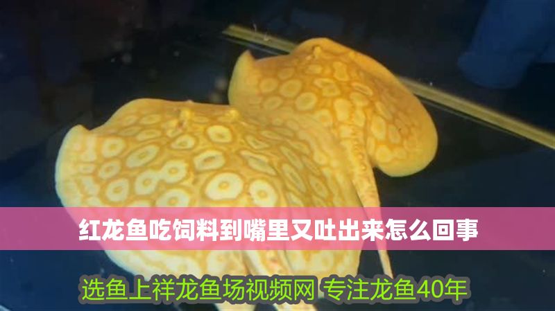 紅龍魚吃飼料到嘴里又吐出來怎么回事