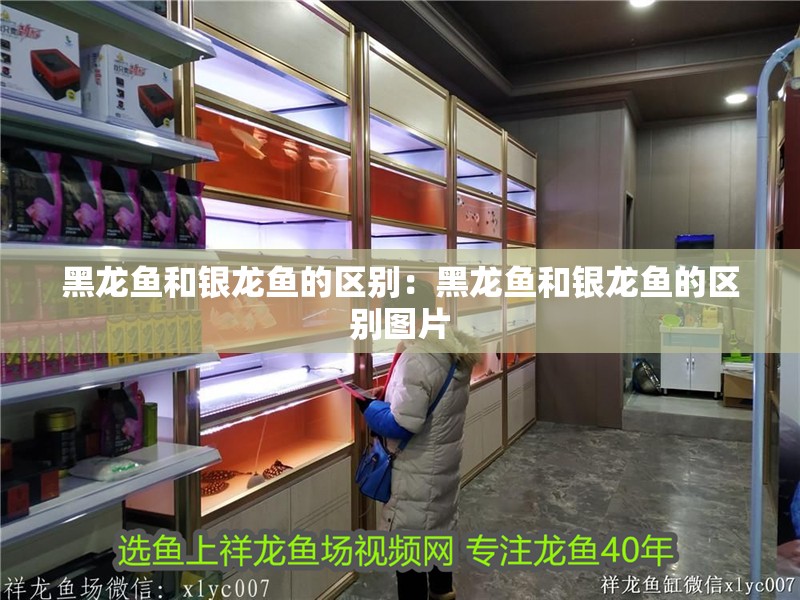 黑龍魚和銀龍魚的區(qū)別：黑龍魚和銀龍魚的區(qū)別圖片