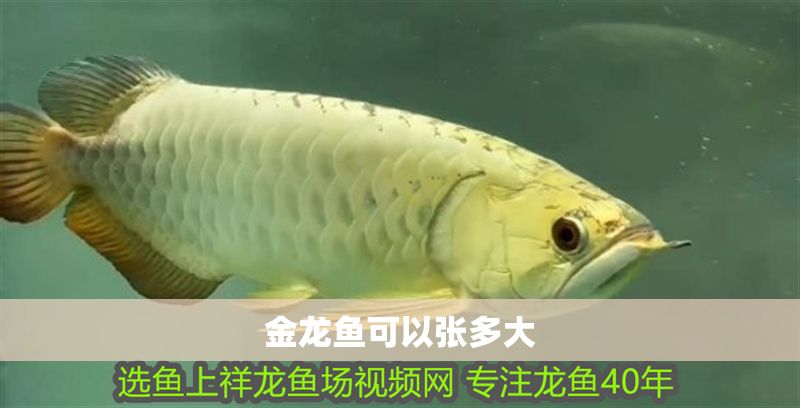 金龍魚可以張多大
