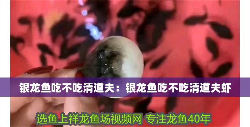 銀龍魚吃不吃清道夫：銀龍魚吃不吃清道夫蝦