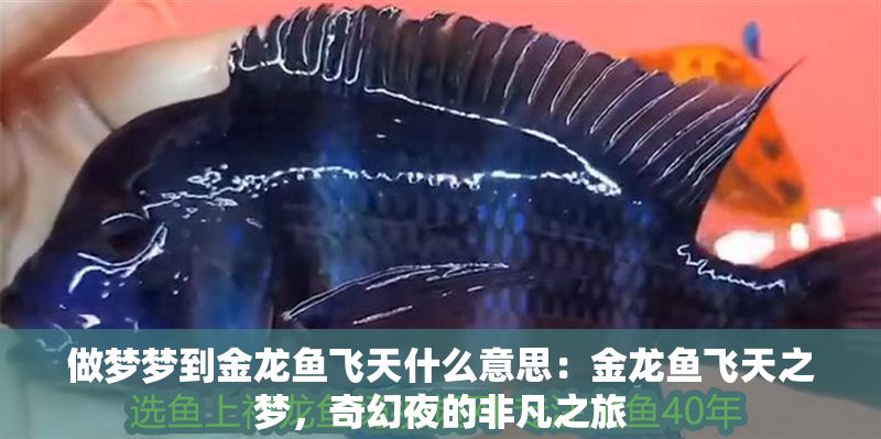 做夢夢到金龍魚飛天什么意思：金龍魚飛天之夢，奇幻夜的非凡之旅