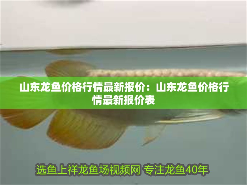 山東龍魚價(jià)格行情最新報(bào)價(jià)：山東龍魚價(jià)格行情最新報(bào)價(jià)表