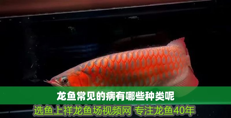 龍魚常見的病有哪些種類呢